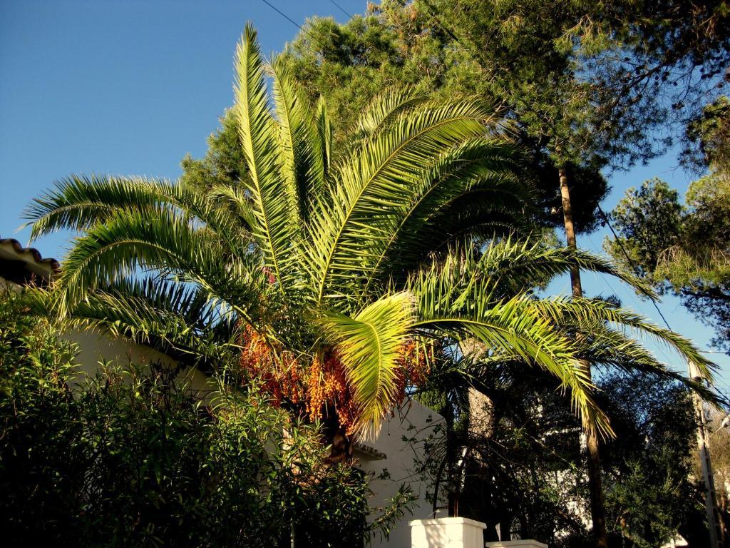 Guest house Casa Ceiba Maria Cala d'Or (Mallorca)